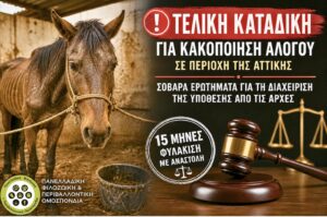 Read more about the article Τελική καταδίκη για κακοποίηση αλόγου σε περιοχή της Αττικής