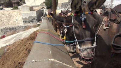 Η ΠΦΠΟ εν όψει Καλοκαιριού πάλι απαιτεί Εγκυκλιο απο το αρμόδιο Υπουργείο ΥΠΑΑΤ για τα Ιπποειδή (γαιδουράκια,άλογα,μουλάρια )