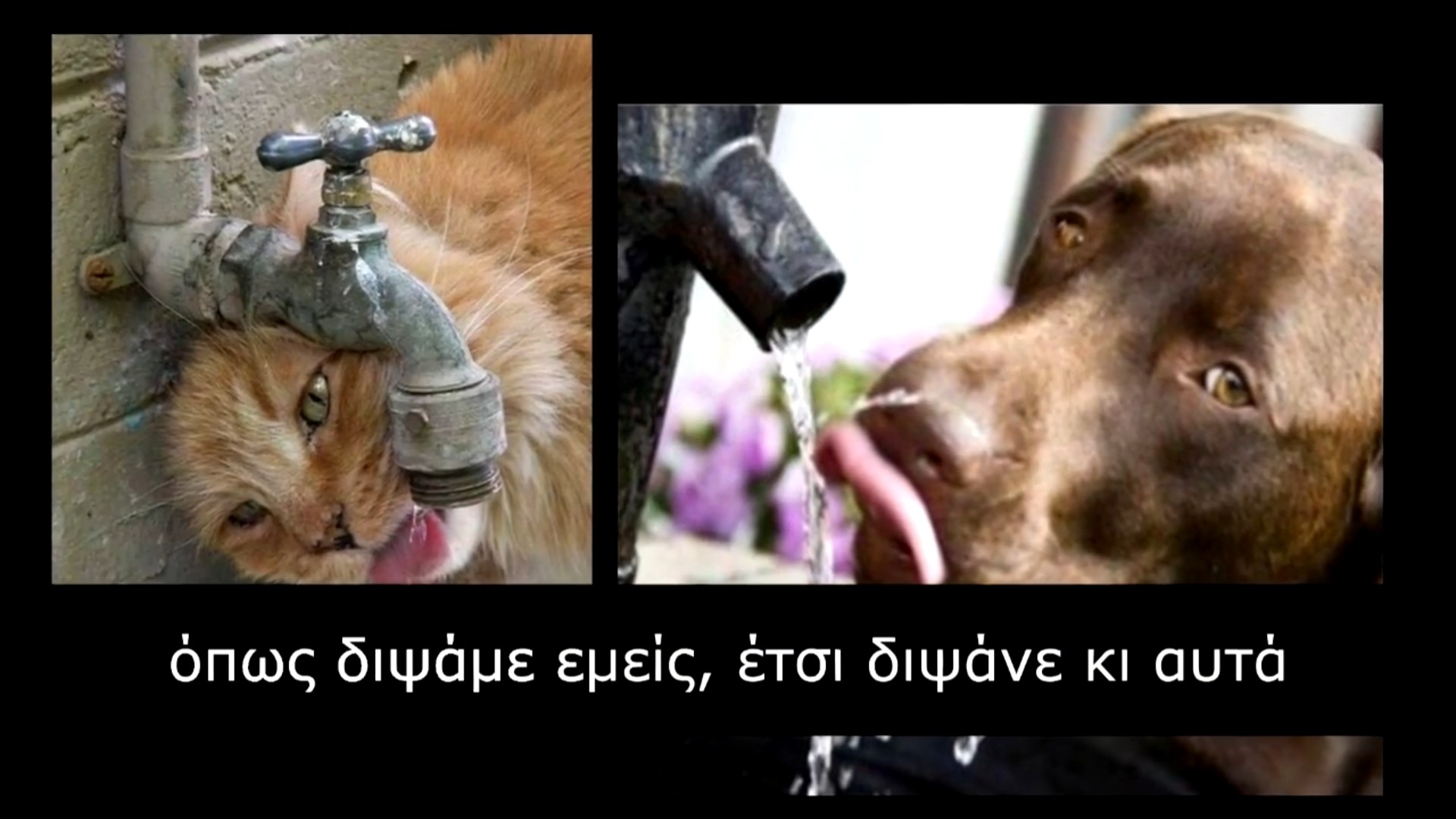 You are currently viewing Όπως ΔΙΨΑΜΕ ΕΜΕΙΣ έτσι  ΔΙΨΟΥΝ ΚΙ ΑΥΤΑ !