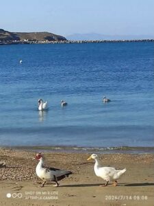 Read more about the article Όχι στην απομάκρυνση υδρόβιων πτηνών από την παραλία του Γαυρίου
