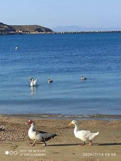 Όχι στην απομάκρυνση υδρόβιων πτηνών από την παραλία του Γαυρίου
