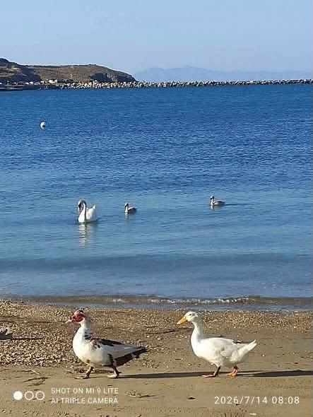 You are currently viewing Όχι στην απομάκρυνση υδρόβιων πτηνών από την παραλία του Γαυρίου