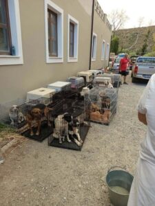 Read more about the article Ενημέρωση από την ΠΦΠΟ για τα ζώα από τις φωτιές σε Φωκίδα, Αιγιαλεία, Αχαΐα.