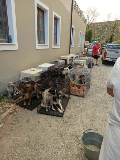 Ενημέρωση από την ΠΦΠΟ για τα ζώα από τις φωτιές σε Φωκίδα, Αιγιαλεία, Αχαΐα.