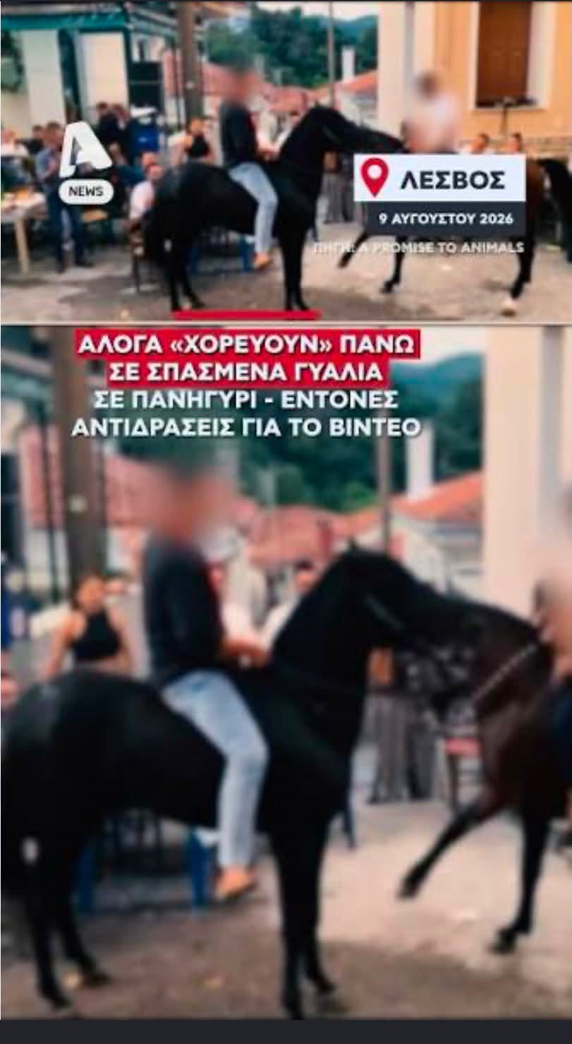 You are currently viewing Π.Φ.Π.Ο. Άμεσοι και αυστηροί έλεγχοι για την προστασία των ιπποειδών στα πανηγύρια της Λέσβου