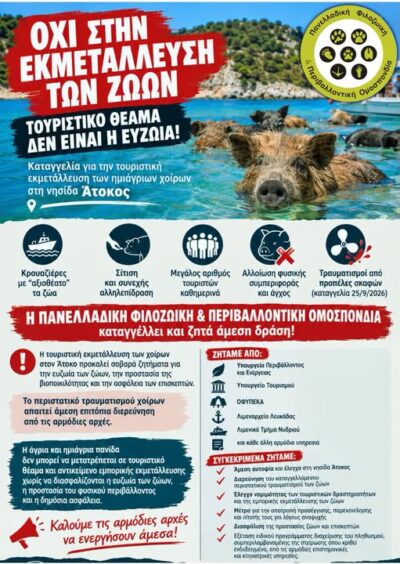 Καταγγελία για την τουριστική εκμετάλλευση των ημιάγριων χοίρων στη νησίδα Άτοκος
