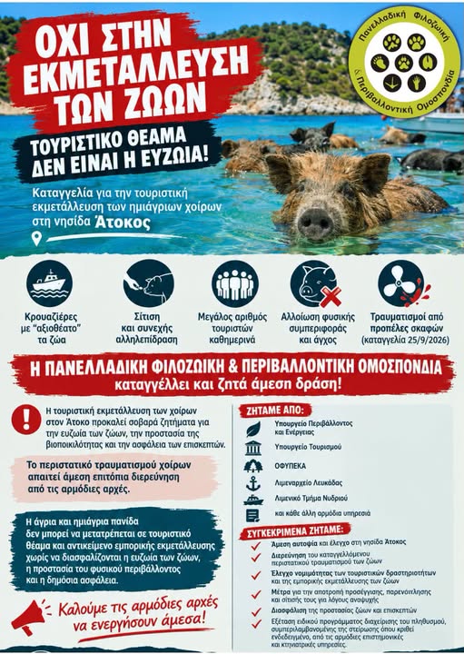 You are currently viewing Καταγγελία για την τουριστική εκμετάλλευση των ημιάγριων χοίρων στη νησίδα Άτοκος