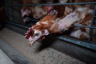Νέα πανευρωπαϊκή δημοσκόπηση: Τα στοιχεία για την Ελλάδα και την κατάργηση των κλουβιών για τις όρνιθες